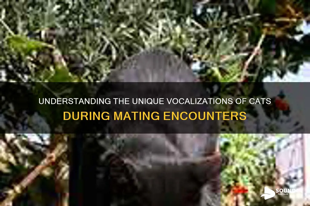 how do cats sound during intercourse