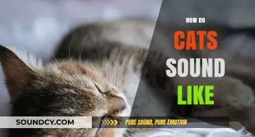 Understanding the Unique Sounds Cats Make: From Purrs to Meows