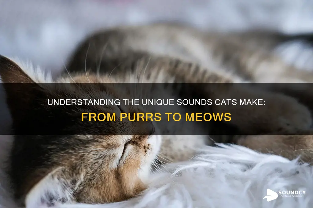 how do cats sound like