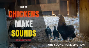 Understanding the Unique Vocalizations of Chickens: How They Communicate