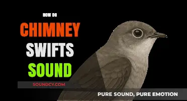 Chimney Swifts' Unique Calls: Decoding Their Fascinating Vocalizations