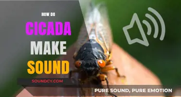 Unveiling the Buzz: How Cicadas Create Their Unique Acoustic Signals