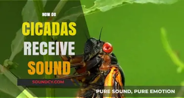 Unveiling Cicadas' Unique Hearing Mechanism: How They Detect and Process Sound