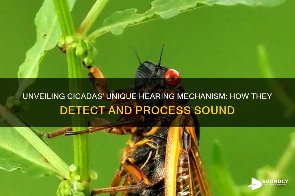 how do cicadas receive sound