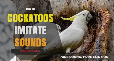 Cockatoos' Vocal Mimicry: Unveiling Their Sound Imitation Abilities and Techniques