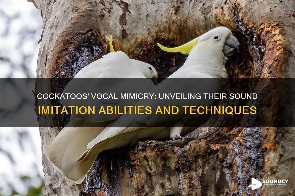 how do cockatoos imitate sounds
