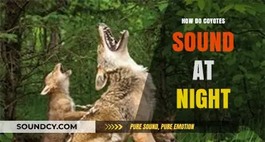 Unveiling the Mysterious Nighttime Howls of Coyotes: Sounds and Meanings