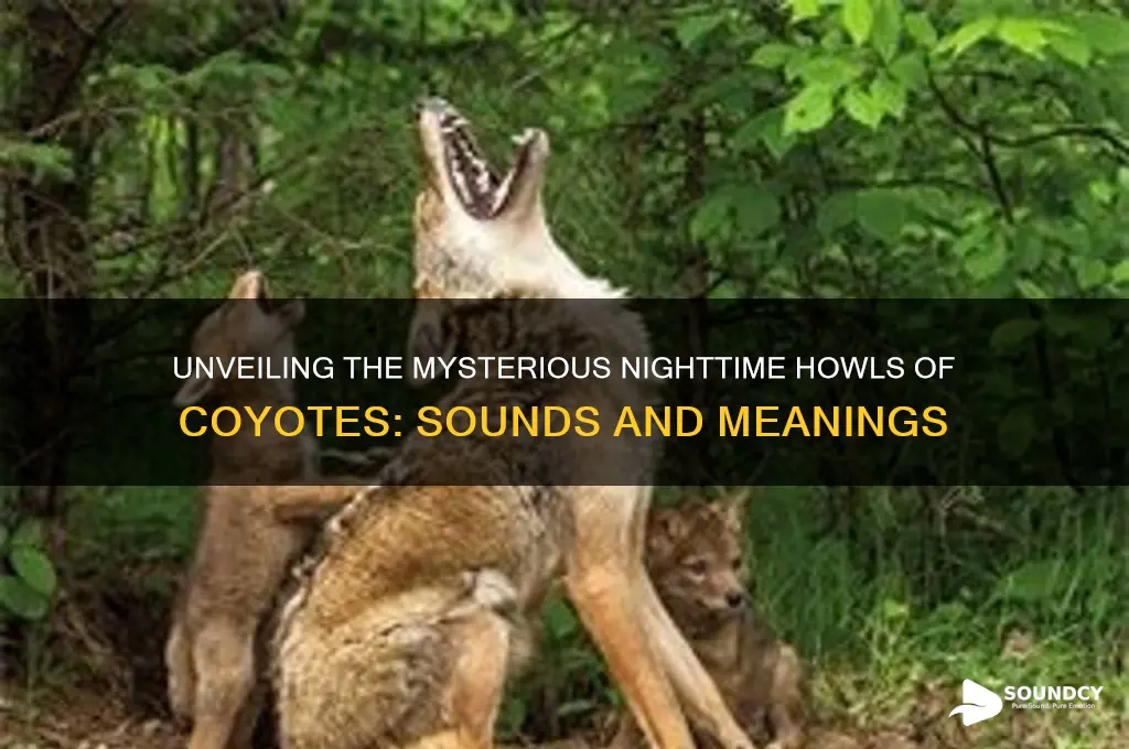 how do coyotes sound at night