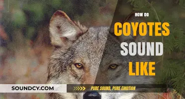 Unveiling the Eerie Howls: What Do Coyotes Sound Like?