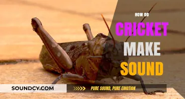 Unveiling the Mystery: How Crickets Create Their Signature Chirping Sounds