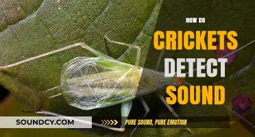 Unveiling Cricket Hearing: How These Insects Detect and Process Sound
