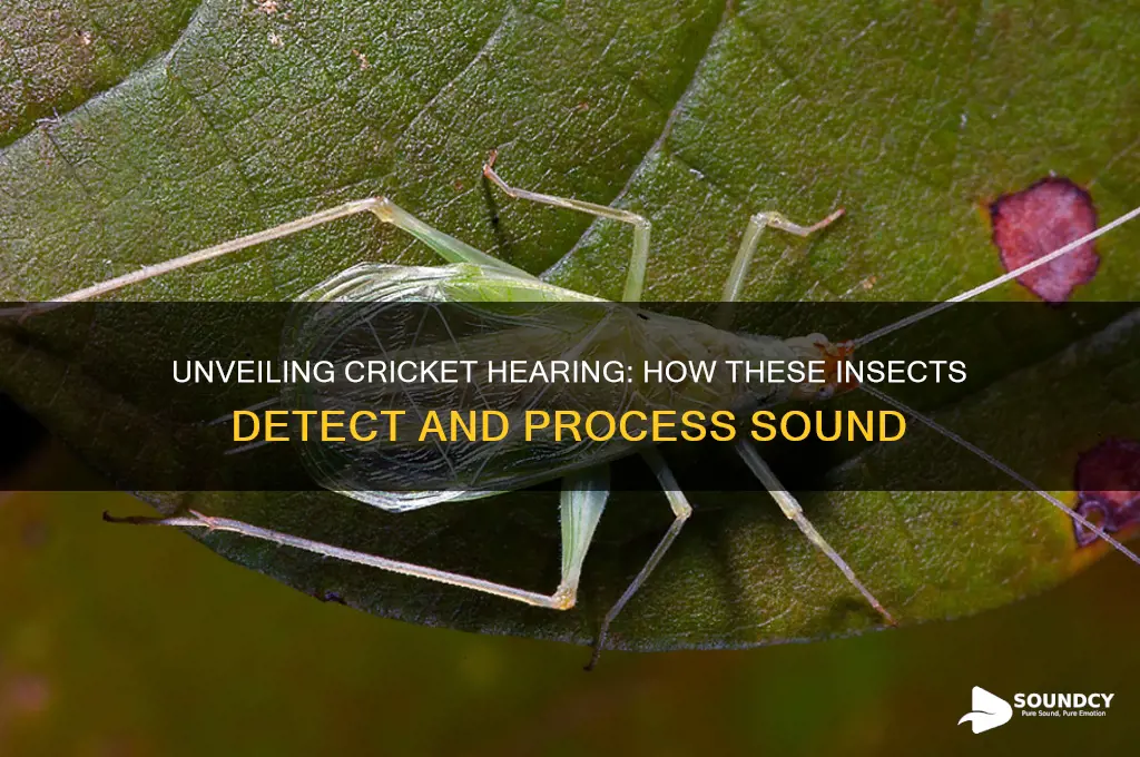 how do crickets detect sound