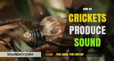 Unveiling the Science Behind Cricket Chirps: How They Create Sound