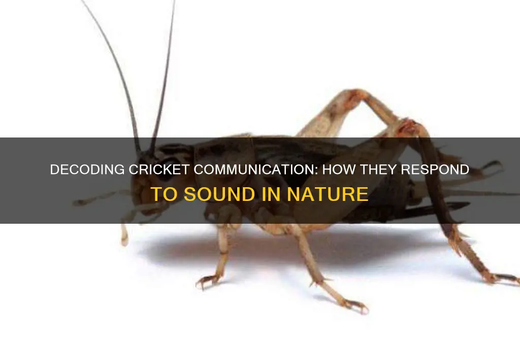 how do crickets respond to sound
