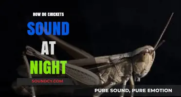 The Nighttime Symphony: Decoding Cricket Sounds in the Darkness