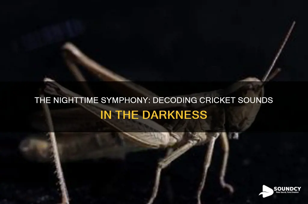 how do crickets sound at night