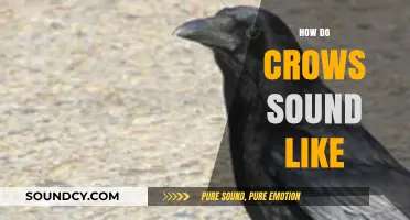 Unraveling the Unique Vocalizations: What Do Crows Really Sound Like?