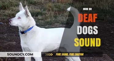 Unheard Melodies: Exploring the Unique Sounds of Deaf Dogs