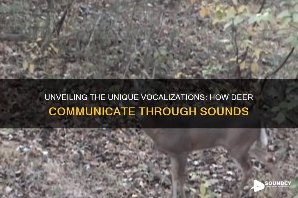 how do deer make sounds