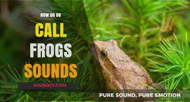 Mastering Frog Calls: A Guide to Identifying Amphibian Sounds