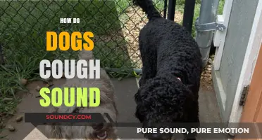 Understanding Your Dog's Cough: Sounds, Causes, and When to Worry