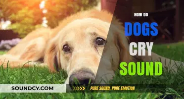 Understanding the Emotional Sounds: How Do Dogs Cry and Communicate?