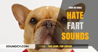 Why Fart Sounds Trigger Dogs: Unraveling Their Dislike and Reactions