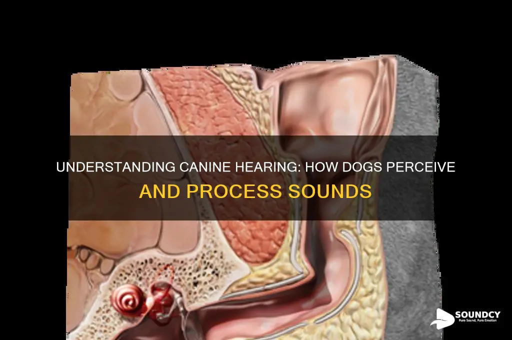 how do dogs her sound