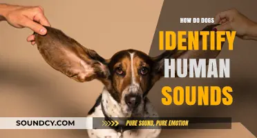 Decoding Canine Hearing: How Dogs Recognize and Interpret Human Sounds