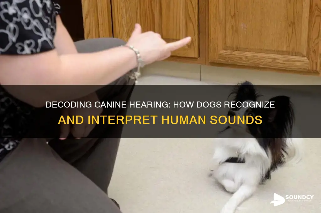 how do dogs identify human sounds