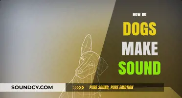 Understanding Canine Communication: How Dogs Produce Their Unique Sounds