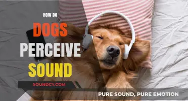 Unveiling the Canine Auditory World: How Dogs Perceive and Process Sound