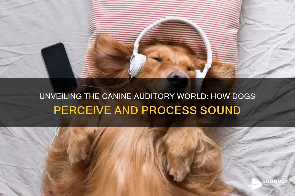 how do dogs perceive sound