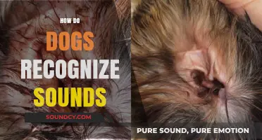 How Dogs Recognize Sounds: Unlocking Canine Hearing Secrets
