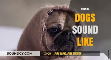 Understanding the Unique Sounds Dogs Make: Barks, Whines, and More