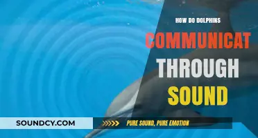 Unveiling Dolphin Language: How Clicks and Whistles Shape Their Sonic World