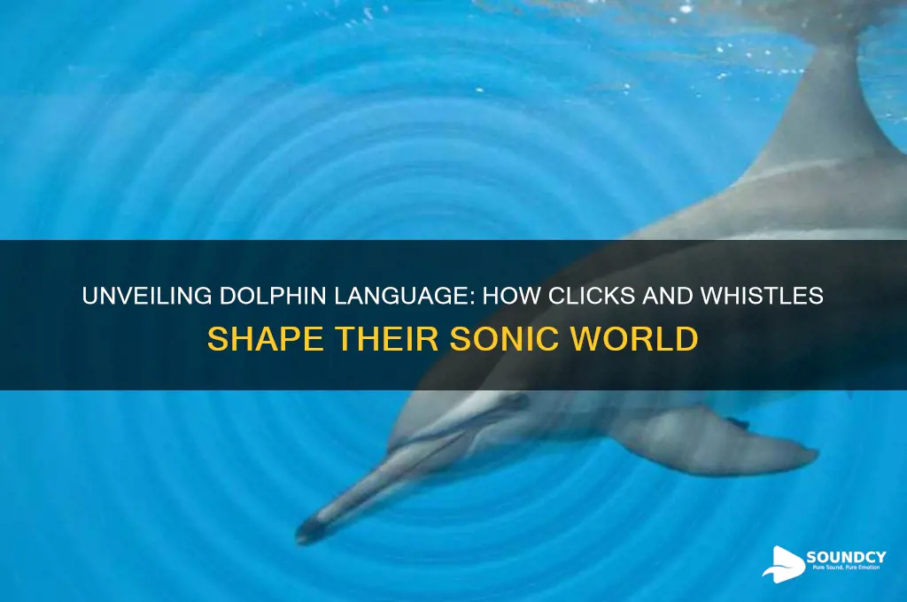 how do dolphins communicate through sound