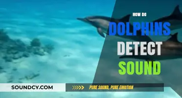 Unveiling Dolphins' Sonic Secrets: How They Detect and Navigate Sound