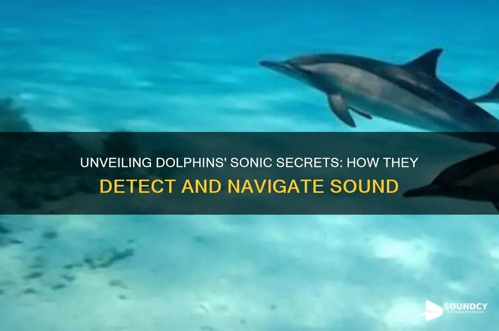 how do dolphins detect sound