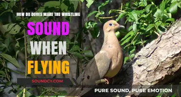 The Science Behind Doves' Whistling Wings: Unraveling Flight's Melody