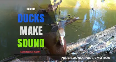 Unraveling the Mystery: How Ducks Produce Their Unique Vocalizations