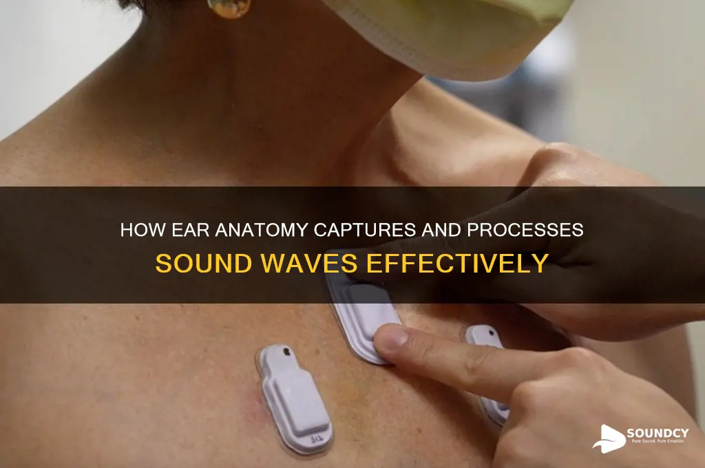 how do ear trap sound
