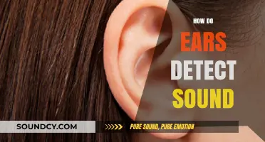 Unveiling the Science: How Ears Detect and Process Sound Waves