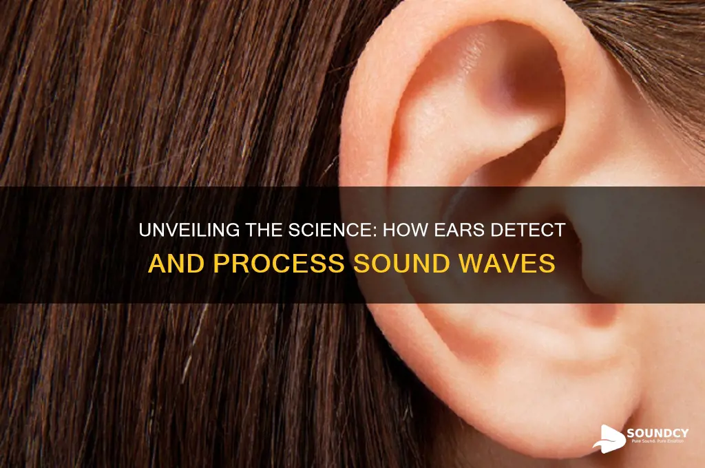 how do ears detect sound