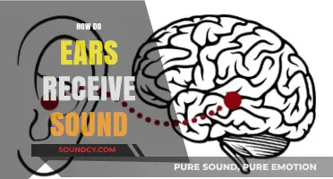 How Ears Capture Sound: The Science Behind Hearing Mechanisms