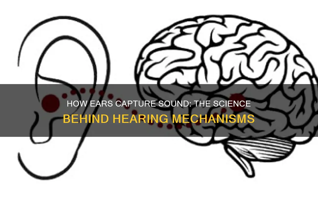 how do ears receive sound