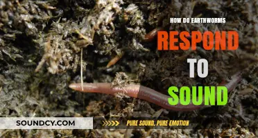 Earthworms and Sound: Uncovering Their Surprising Sensory Responses