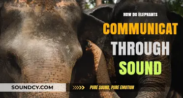 Unveiling Elephant Language: How They Communicate Through Sound Waves