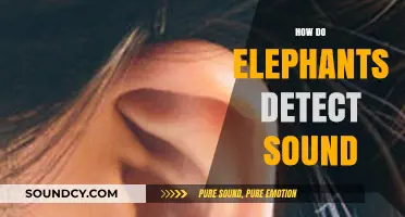 Elephants' Unique Hearing: How They Detect and Interpret Sounds