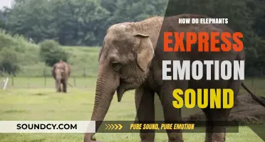 Understanding Elephant Emotions: Decoding Their Vocal Expressions and Sounds